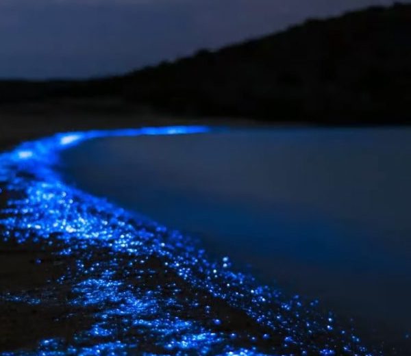 Bioluminescence tour from santa teresa