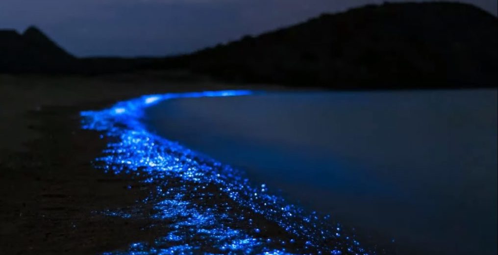 Bioluminescence tour from santa teresa